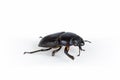 Female stag beetle isolated