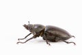 Female Stag Beetle isolated on white