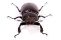 Female Stag Beetle Royalty Free Stock Photo