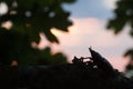 Female stag beetle, Lucanus cervus on oak branch Royalty Free Stock Photo