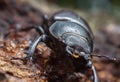 Female stag beetle, Lucanus cervus on oak wood Royalty Free Stock Photo