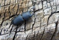 Female of stag beetle Royalty Free Stock Photo