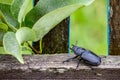 Female stag beetle Lucanus cervus Royalty Free Stock Photo