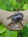 Female stag beetle sitting in a tree Royalty Free Stock Photo