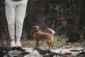 Female standing on a log with her dog Royalty Free Stock Photo