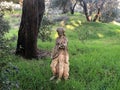 Female Statue In The Shade In Tecate Royalty Free Stock Photo