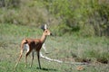 Female Steenbok (Raphicerus campestris)