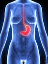 Female stomach Royalty Free Stock Photo