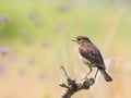 Female stone chat