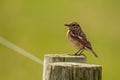 Female Stone Chat Bird on a Fencing Post