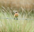 Female Stonechat perched on barbed wire.