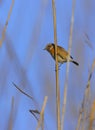 Female Stonechat on a reed stem Royalty Free Stock Photo