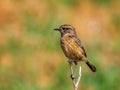 Beautiful female Stonechat