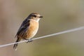 Female Stonechat (Saxicola rubicola)