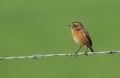 A female Stonechat, Saxicola rubicola, perching on a barbed wire fence. Royalty Free Stock Photo