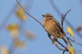 A pretty female Stonechat, Saxicola rubicola, perching on a branch in a tree. Royalty Free Stock Photo