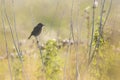 Female Stonechat, Saxicola rubicola, perching in the morning sun Royalty Free Stock Photo