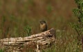 A stunning female Stonechat, Saxicola torquata, perched on a log in a meadow. It is hunting for insects to eat. Royalty Free Stock Photo