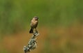 A pretty female Stonechat, Saxicola torquata, perched on top of a branch covered in lichen. Royalty Free Stock Photo