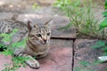 A female stray cat sitting in the backyard Royalty Free Stock Photo