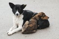 Female stray dog with her kid Royalty Free Stock Photo