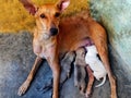 Female street dogs with pups pic