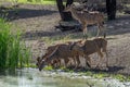 Female Strepsiceros drinking at a waterhole, Namibia