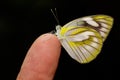Female of stripped albatross butterfly Royalty Free Stock Photo