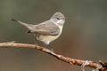 Female of subalpine warbler. Sylvia Cantillans, on her hanger