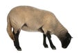 Female Suffolk sheep, Ovis aries, 2 years old