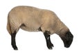 Female Suffolk sheep, Ovis aries, 2 years old