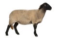 Female Suffolk sheep, Ovis aries, 2 years old Royalty Free Stock Photo