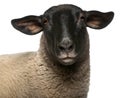 Female Suffolk sheep, Ovis aries, 2 years old