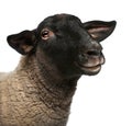 Female Suffolk sheep, Ovis aries, 2 years old Royalty Free Stock Photo