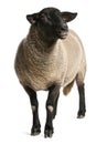 Female Suffolk sheep, Ovis aries, 2 years old Royalty Free Stock Photo