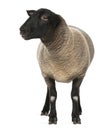 Female Suffolk sheep, Ovis aries, 2 years old Royalty Free Stock Photo