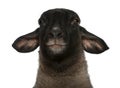 Female Suffolk sheep, Ovis aries, 2 years old Royalty Free Stock Photo