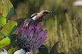 Female sugarbird feeding from a protea flower