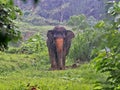 One Female Sumatran elephant, Elephas maximus sumatranus, standing in the rain in dense vegetation, Sumatra, Indonesia Royalty Free Stock Photo