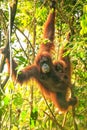 Female Sumatran orangutan with a baby hanging in the trees, Gunung Leuser National Park, Sumatra, Indonesia Royalty Free Stock Photo