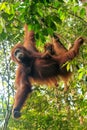 Female Sumatran orangutan with a baby hanging in the trees, Gunung Leuser National Park, Sumatra, Indonesia Royalty Free Stock Photo