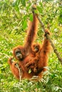 Female Sumatran orangutan with a baby hanging in the trees, Gunung Leuser National Park, Sumatra, Indonesia Royalty Free Stock Photo