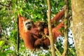 Female Sumatran orangutan with a baby hanging in the trees, Gunung Leuser National Park, Sumatra, Indonesia Royalty Free Stock Photo