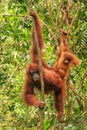 Female Sumatran orangutan with a baby hanging in the trees, Gunung Leuser National Park, Sumatra, Indonesia Royalty Free Stock Photo