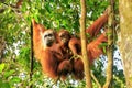 Female Sumatran orangutan with a baby hanging in the trees, Gunung Leuser National Park, Sumatra, Indonesia Royalty Free Stock Photo