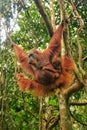 Female Sumatran orangutan with a baby hanging in the trees, Gunung Leuser National Park, Sumatra, Indonesia Royalty Free Stock Photo