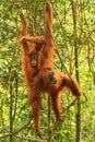 Female Sumatran orangutan with a baby hanging in the trees, Gunung Leuser National Park, Sumatra, Indonesia Royalty Free Stock Photo