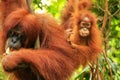 Female Sumatran orangutan with a baby sitting on a tree in Gunung Leuser National Park, Sumatra, Indonesia Royalty Free Stock Photo