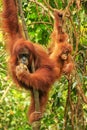 Female Sumatran orangutan with a baby sitting on a tree in Gunung Leuser National Park, Sumatra, Indonesia Royalty Free Stock Photo