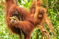 Female Sumatran orangutan with a baby sitting on a tree in Gunung Leuser National Park, Sumatra, Indonesia Royalty Free Stock Photo